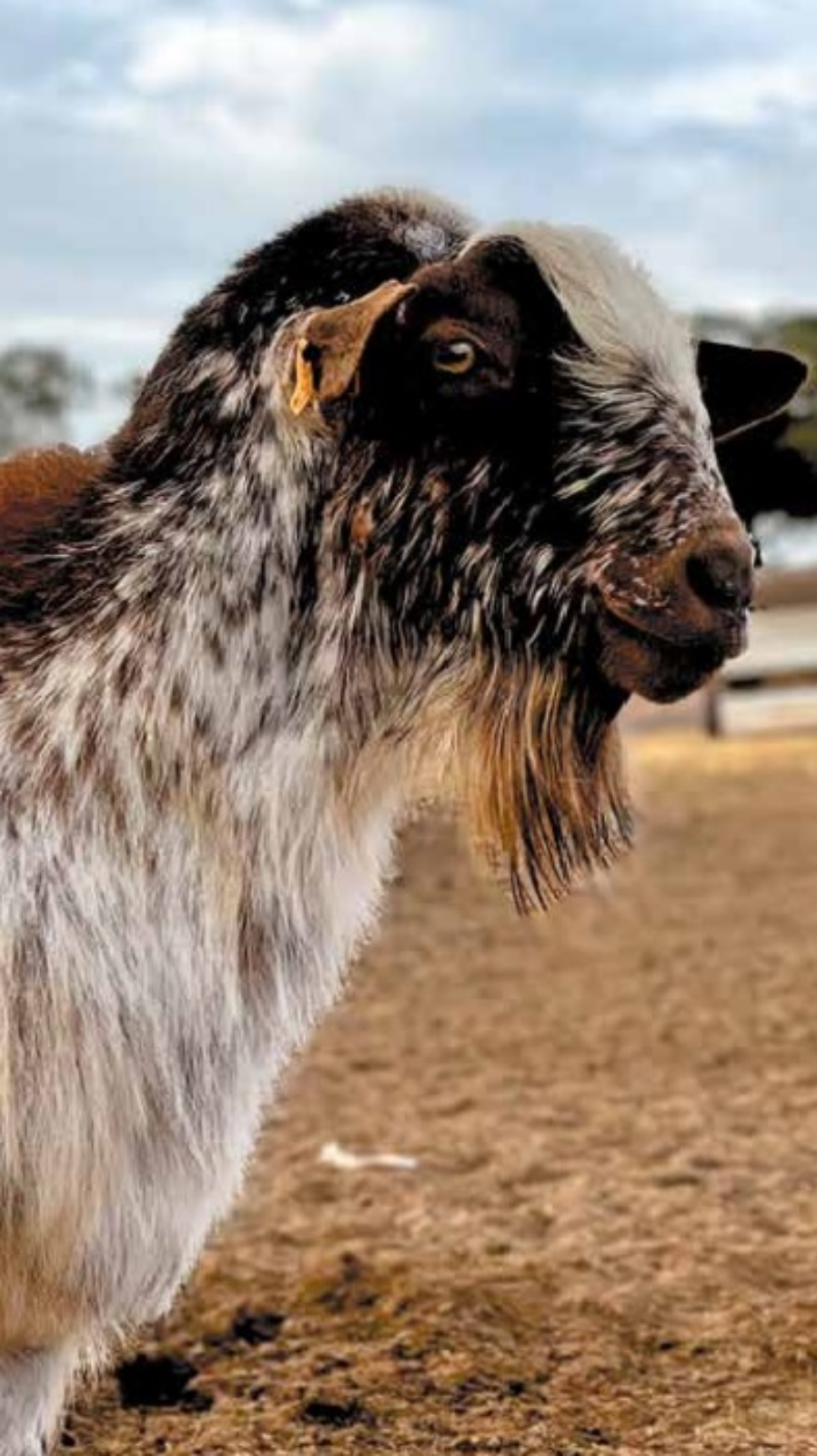 WhatsApp Image 2020-03-13 at 12.01.03