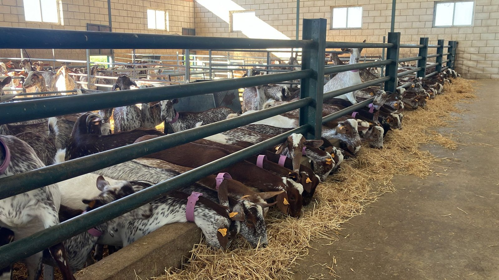 WhatsApp Image 2024-04-11 at 09.59.59